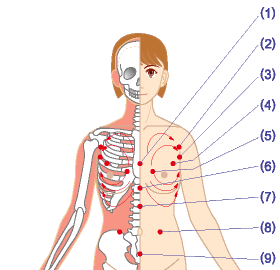 乳房を大きくしたい 女性特有のコンプレックス つぼ つぼ つぼ ツボ押しで健康な体に